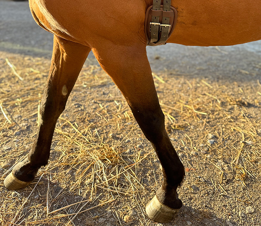 Pferd mit NORTHA Sattelgurt