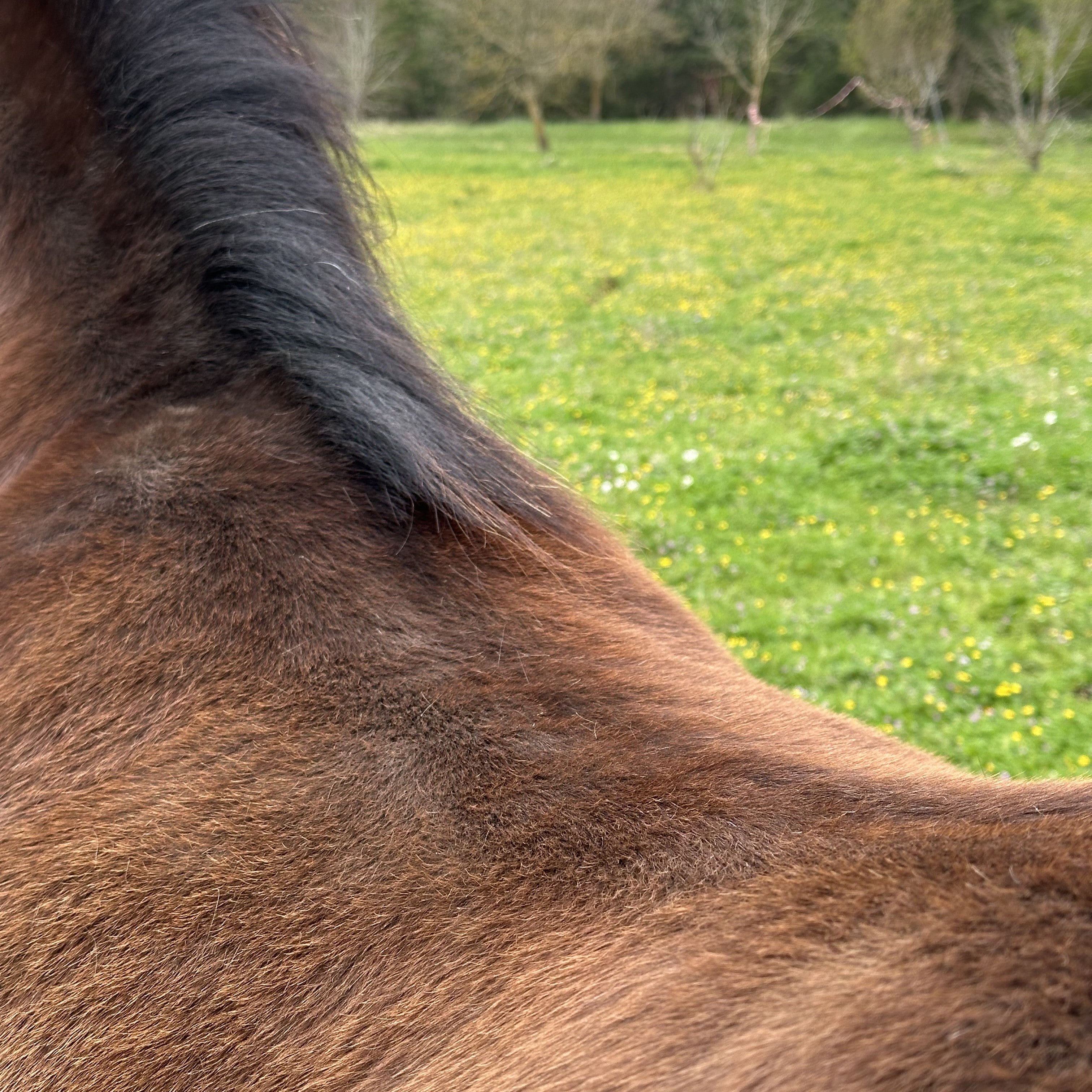 Pony mit rundem Rücken