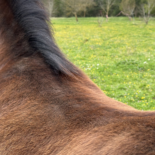 Pony mit rundem Rücken